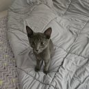 율하 다나동물병원 | 고양이 중성화 수술. 율하 다나 동물 병원