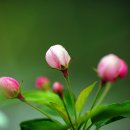 사과꽃향기 이미지