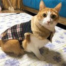 철구농장 | [공지] 아이캣두잇!!