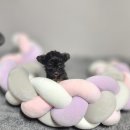 아리랑밸리켄넬 이미지