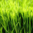 쌀과보리 이미지