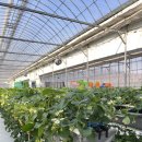 준2농장 | 🍓 아이랑 가기 딱 좋은 체험농장 | 안성딸기힐링팜 방문 후기 (케이크·아이스크림 만들기까지!)