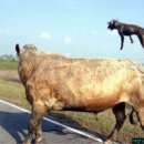 하룻 강아지 이미지