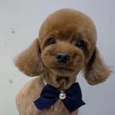 초코네 애견샵 이미지