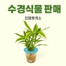 CUE진영휴게소부산점 | 부산 여행코스 중 들리기 좋은 진영휴게소 (feat. 수경식물 구매 후기)