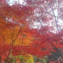 숲실의 집 | 화담숲 단풍 실시간 모노레일 포기하고 걸어본 솔직 후기