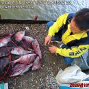 대부도바다낚시터 2026년 10월 7일 수요일 붉바리 돌돔 참돔 돗돔 점성어등 조황 및 우럭대량입하 연휴간 대량방류실시 이미지