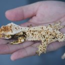 오크포레스트 이미지