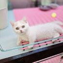 호펫 강아지 고양이 성신여대본점 네이버블로그