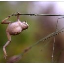 청개구리 이미지