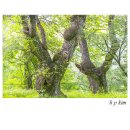 여름의 숲 이미지