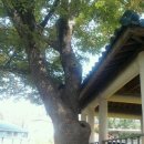 사랑의연리근 이미지