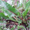 금강초등학교 이미지