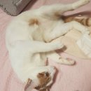 땡큐멍냥 이미지