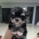 태원켄넬 이미지