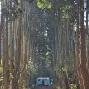 두레빌레 | 애견동반 제주도 태교여행기 (4) - 제주 동쪽 코스 비밀의 숲/제동목장 포토스팟/우동카덴 제주/목장...