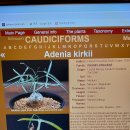 아프리카 내륙 괴근식물Adenia kirkii (아데니아 키르키,9cm,케냐산) 이미지