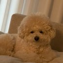 바나나 반려견 미용실 이미지