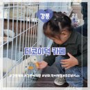 강릉현지인] 디코이덕 카페 (솔향수목원 근처 오리카페. 블랙스완. 병아리. 닭. 토끼. 거북이 강아지...