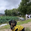 뛰뛰하개 이미지