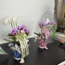 양재시장 | 상견례선물 호접란 양재꽃시장 내돈내산 구매후기(황해농원)