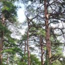 명품소나무길 이미지