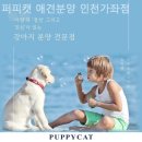 퍼피캣 애견분양 인천가좌점 이미지