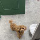 사개절 펫살롱 이미지