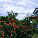 대광청과 | 제주특산품 제주감귤 귤세상 제주도귤택배