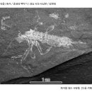 곤충(딱정벌레 유충) 화석 [중생대 백악기 / 경남 사천 / 김현대] 이미지