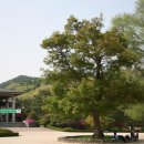 기쁜나무