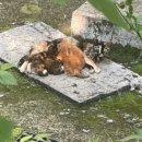 방이시장 이미지