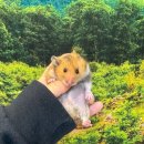골든햄스터분양 햄츠비 이미지