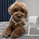 그루밍샵 | 옥정애견미용 추천: 룽지의 단골샵 바오그루밍 내돈내산 후기