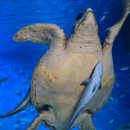 라라키즈 어드벤처 이미지