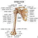 상지골