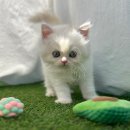 인천고양이분양 테디럽 이미지