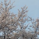 벌등공원 | 칠곡 벚꽃, 꿀벌나라테마공원