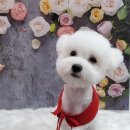 펫살롱 꽃단장 이미지