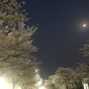 시청별관앞 꽃보라동산 이미지