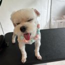 멍탕멍컷 이미지