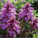 구름송이 이미지