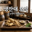 생잔대 효능 먹는법 가격까지 의외로 모르는 보약 꿀팁 정리
