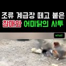 OK 닭장의 결투 이미지