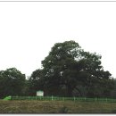 영풍 병산리 갈참나무 이미지