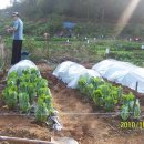 영하농장 이미지