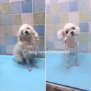 59펫살롱 이미지
