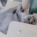 나도 고양이 생겼다 이미지