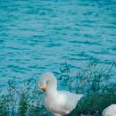 니콘코리아 노동조합 | 니콘 여행용카메라 Z6III, 25년 하반기 새로 나온 이미징 레시피 네가지 리뷰