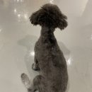 멍화만사성 이미지